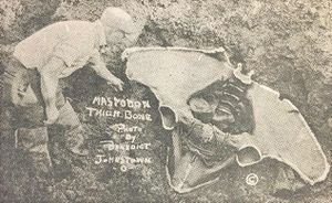 A photo of the pelvis of the Johnstown Mastodon.
